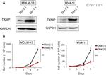 TXNIP Antibody in Western Blot (WB)