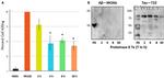 beta Amyloid Antibody in Western Blot (WB)