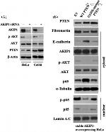 AKT Pan Antibody in Western Blot (WB)