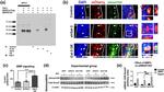 BMPR1A Antibody in Immunoprecipitation (IP)