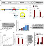 FUS Antibody in Western Blot (WB)