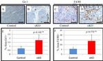 F4/80 Antibody in Immunohistochemistry (IHC)