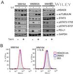 PD-L1 Antibody in Flow Cytometry (Flow)