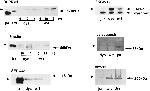 CaV1.1 Antibody in Western Blot (WB)