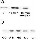 HSP70 Antibody in Functional Assay, T-Cell Activation (Functional, TCA)