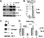 Phospho-ERK1/ERK2 (Thr185, Tyr187) Antibody in Western Blot (WB)