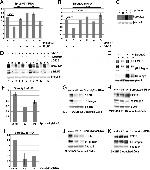 Phospho-ERK1/ERK2 (Thr185, Tyr187) Antibody in Western Blot (WB)