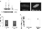 PMCA2 ATPase Antibody in Immunocytochemistry (ICC/IF)