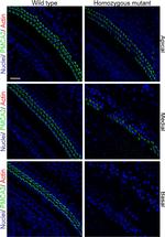 PMCA2 ATPase Antibody in Immunohistochemistry (IHC)