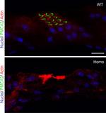 PMCA2 ATPase Antibody in Immunohistochemistry (IHC)