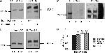 O-linked N-acetylglucosamine (O-GlcNAc) Antibody in Western Blot (WB)