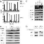 FBXO5 Antibody in Western Blot (WB)