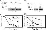 FBXO5 Antibody in Western Blot (WB)