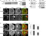 FAK Antibody in Western Blot, Immunoprecipitation (WB, IP)