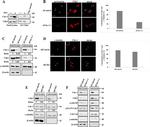 Chk1 Antibody in Western Blot, Immunoprecipitation (WB, IP)