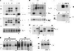 APH1 Antibody in Western Blot (WB)