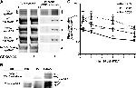 SynGAP Antibody in Western Blot, Immunoprecipitation (WB, IP)