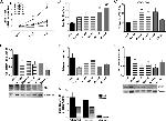 PIM1 Antibody in Western Blot (WB)