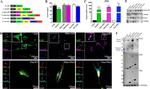 PIM1 Antibody in Western Blot (WB)