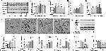 UCP1 Antibody in Western Blot (WB)