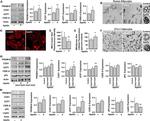 UCP1 Antibody in Western Blot (WB)