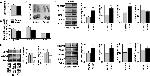 UCP1 Antibody in Western Blot (WB)