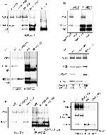 Nucleolin Antibody in Western Blot (WB)