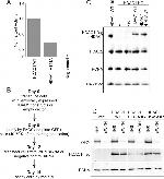 DYKDDDDK Tag Antibody in Western Blot, Immunoprecipitation (WB, IP)