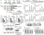 p53 Antibody in Western Blot (WB)