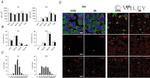 nNOS Antibody in Immunohistochemistry (IHC)