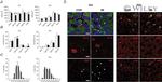 nNOS Antibody in Immunohistochemistry (IHC)