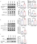 Phospholamban Antibody in Western Blot (WB)