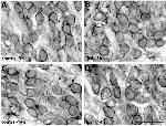 PMCA2 ATPase Antibody in Immunocytochemistry, Immunohistochemistry (ICC/IF, IHC)