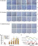 PER1 Antibody in Immunohistochemistry (IHC)