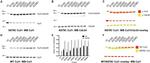 Cullin 1 Antibody in Western Blot (WB)