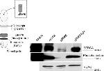 VDAC Antibody in Western Blot (WB)