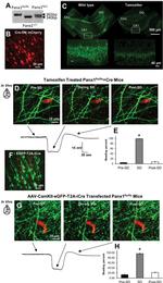 Pannexin 1 Antibody in Immunohistochemistry (IHC)