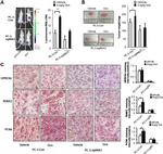 PCNA Antibody in Immunohistochemistry (IHC)