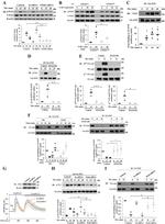 Phospho-VE-cadherin (Tyr731) Antibody in Western Blot (WB)