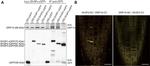 GFP Antibody in Western Blot, Immunoprecipitation (WB, IP)