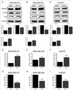 SMAD3 Antibody in Western Blot (WB)