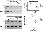 Connexin 47 Antibody in Western Blot (WB)