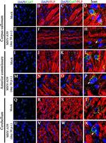 Connexin 47 Antibody in Immunohistochemistry (IHC)