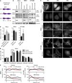 alpha Tubulin Antibody in Immunocytochemistry (ICC/IF)