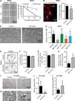 alpha Tubulin Antibody in Immunocytochemistry (ICC/IF)