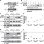 Actin Antibody in Western Blot (WB)