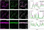 SDHB Antibody in Immunohistochemistry (IHC)