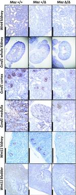 WNT11 Antibody in Immunohistochemistry (IHC)