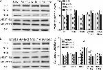 NMDAR1 Antibody in Western Blot (WB)