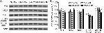 NMDAR1 Antibody in Western Blot (WB)